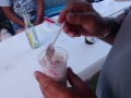 sommerfest_2014_33